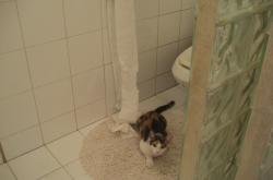 开云体育在线-塔图姆空降CBA点燃狂潮，四川队绝境翻盘天津队创奇迹