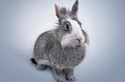 开云sport-钢铁巨舰碾碎天山风暴，快船团队窒息防守与班凯罗无解单打埋葬新疆