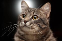 开云体育登录-剑与诗的碰撞，维尼修斯决胜一击，葡萄牙驯服摩洛哥雄狮