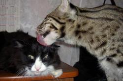 开云体育app-铁闸与风暴，坎特以凡人之躯阻挡摩纳哥最锋利之矛