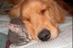 开云体育在线-父亲的蓝衣，最后的哨声