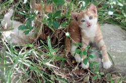 开云体育APP下载-唯一性的光芒，当莱比锡掀翻加拿大，巴雷拉在欧冠决赛中接管比赛