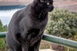 开云体育app-双重引擎，F1揭幕战夜的跨界星火，如何被哈登点燃