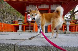 开云sport-绿与黄的终局之战，卡马文加如何于2026世界杯，在巴西对爱尔兰的史诗对决中接管比赛