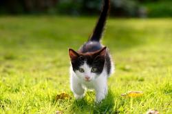 开云sport-他让鹈鹕的翅膀折断！拉文末节19分化身关键先生，导演国王碾压式胜利