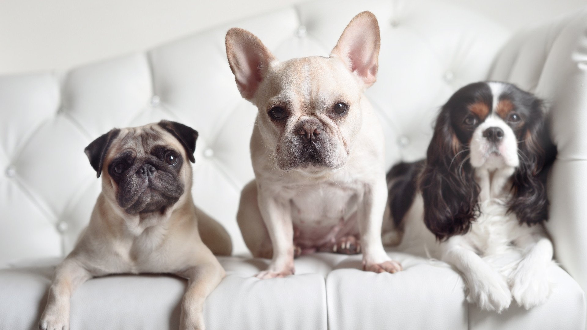 安赛龙决胜局绝杀！丹麦3-2险胜韩国，男单一锤定音