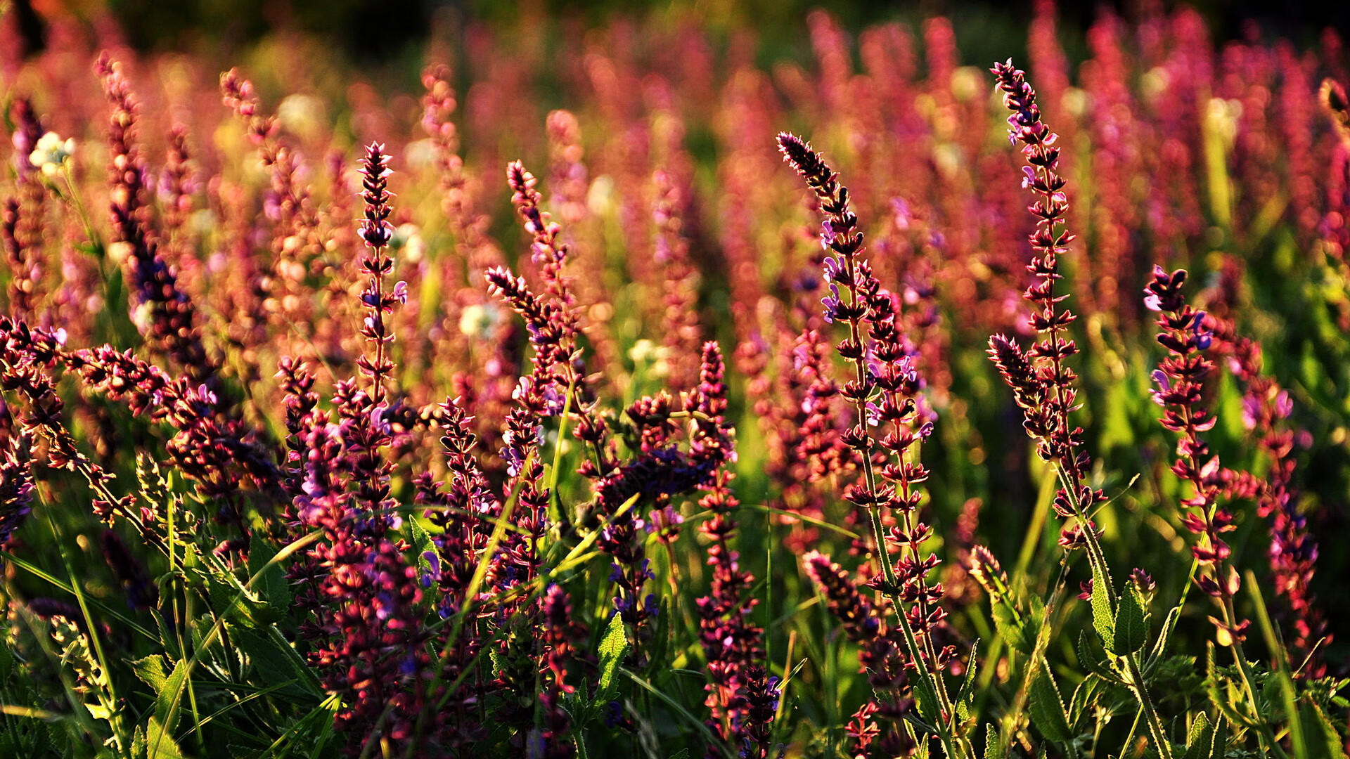 速度与策略，F1街道战的闪电与76人的火力交响曲