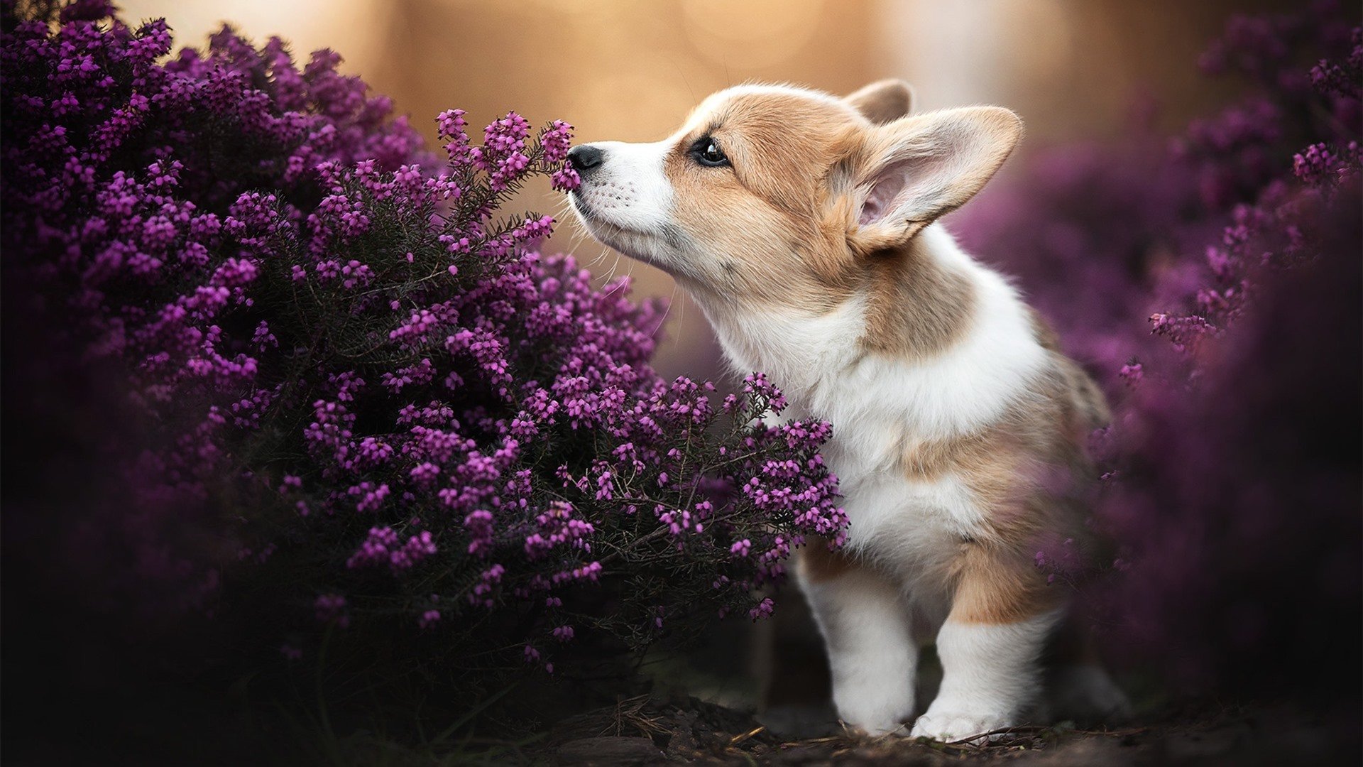 足球双响炮，皇家社会友谊赛碾压突尼斯，佩德里德甲争冠战一战封神