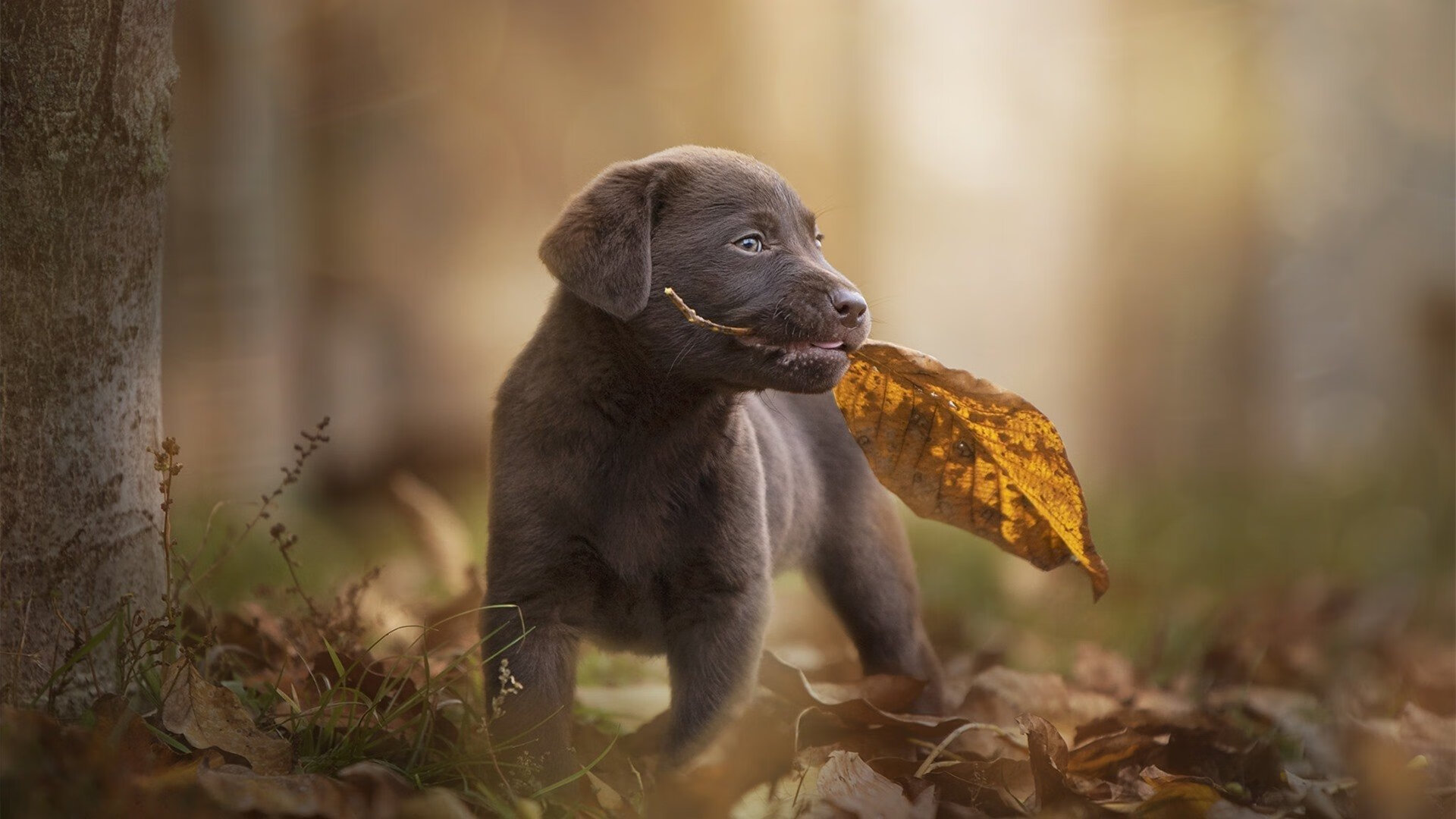 当世界杯的星光映照CBA赛场，山西队斩落公牛的启示