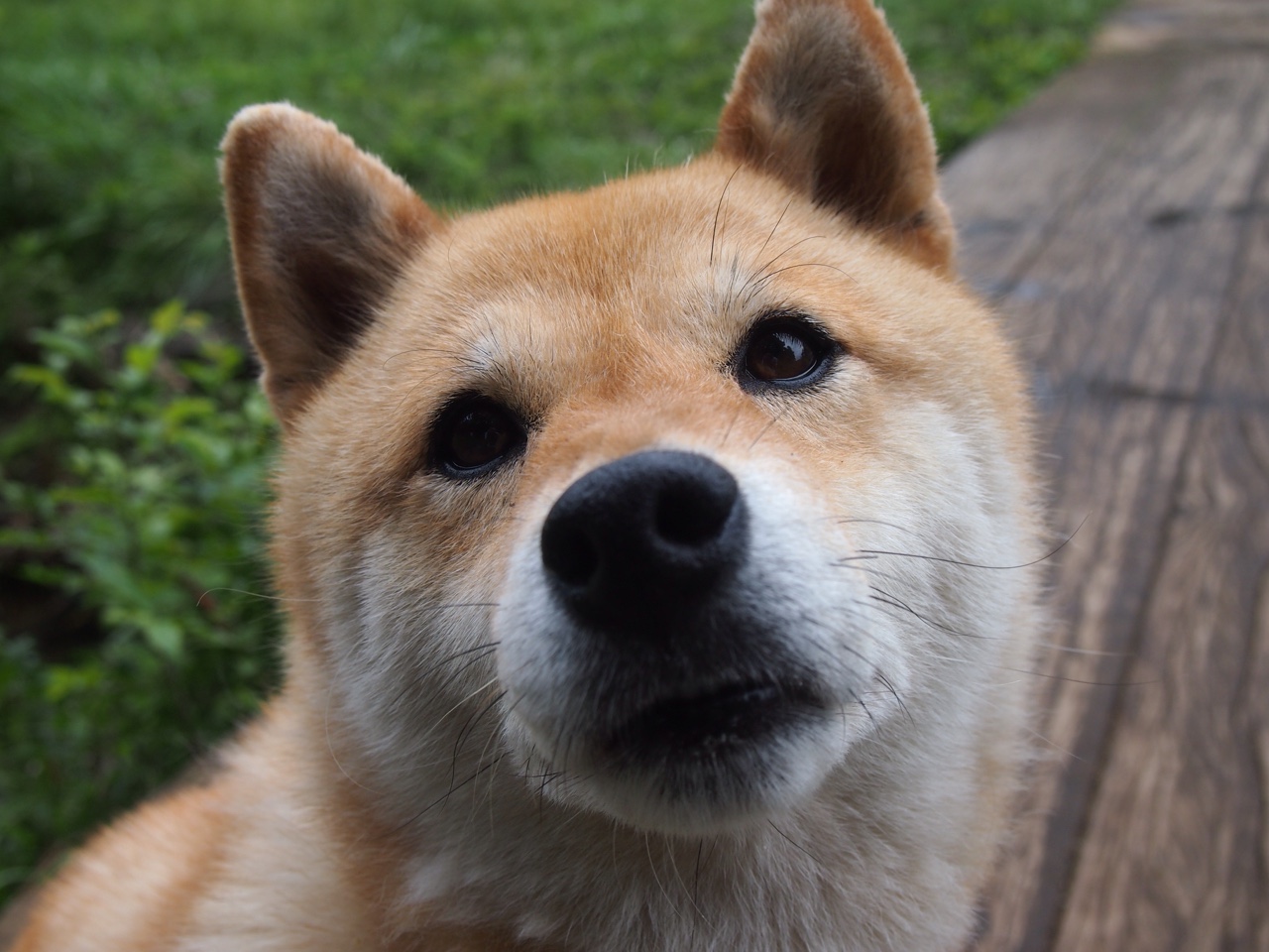 2026世界杯焦点战,老鹰撕裂迷雾力克奇才,战术革命点燃北美之夜