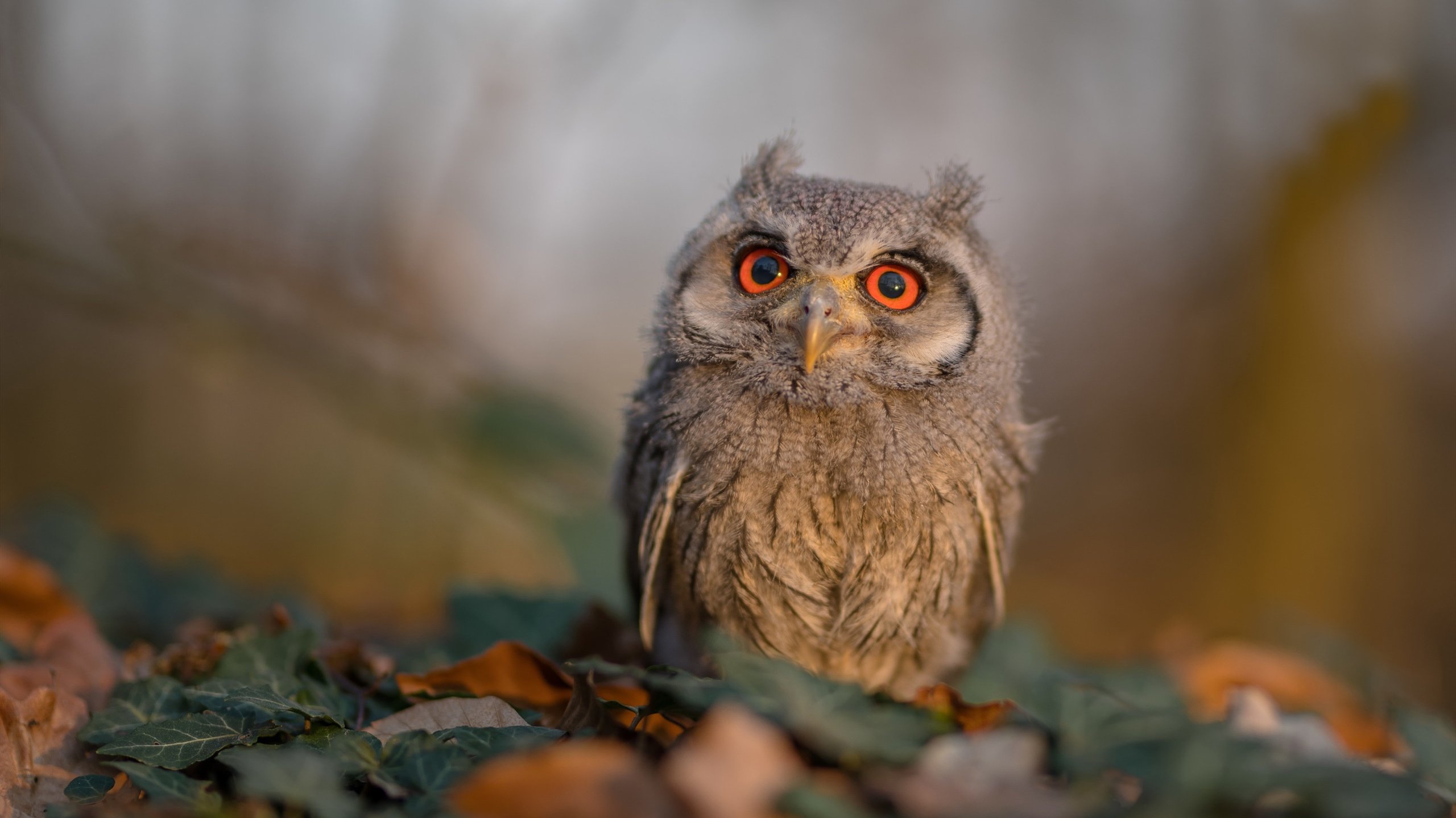 当非洲雄鹰啄食南美红魔，伊布在诸神竞技场的最后一舞