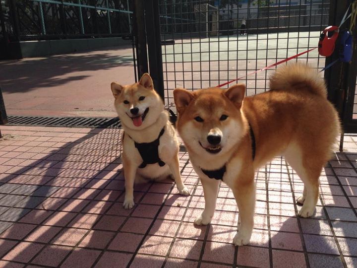 北境怒涛席卷波斯铁骑，当精密足球撕碎铁血防线