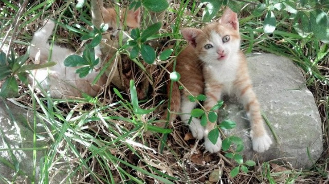 唯一性的光芒，当莱比锡掀翻加拿大，巴雷拉在欧冠决赛中接管比赛