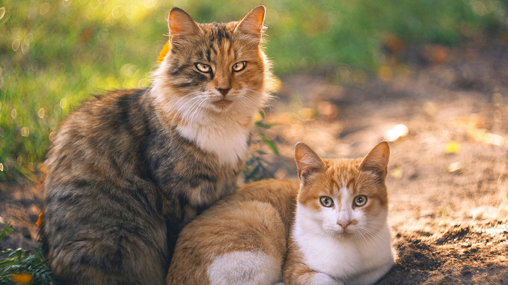 楚阿梅尼的世界波，为何是横跨两大陆的唯一回响？