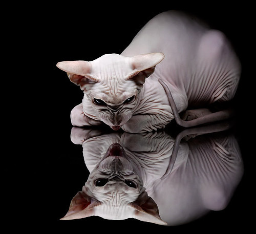 钢铁锁链与蓝色闪电,克里斯·保罗如何用防守冰封雷霆,诠释大师的终极定义