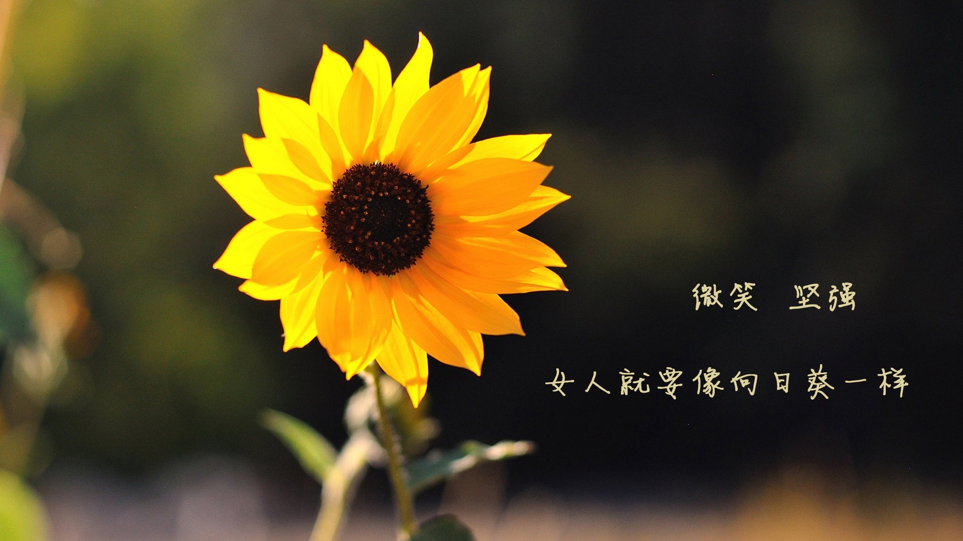 英雄归来的利刃，如何刺穿坚不可摧的玄铁链？论拉什福德爆发表象下，佛罗伦萨的锁死艺术与集体足球的胜利