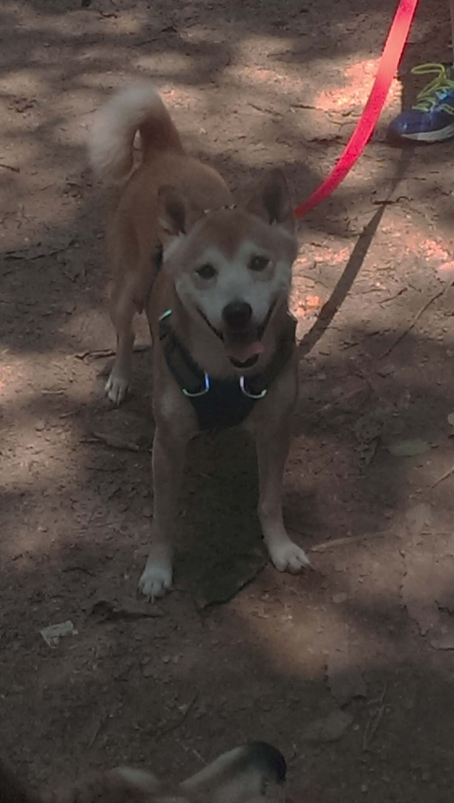 法比奥·卡瓦略，从安菲尔德到西决舞台的跨界征服者