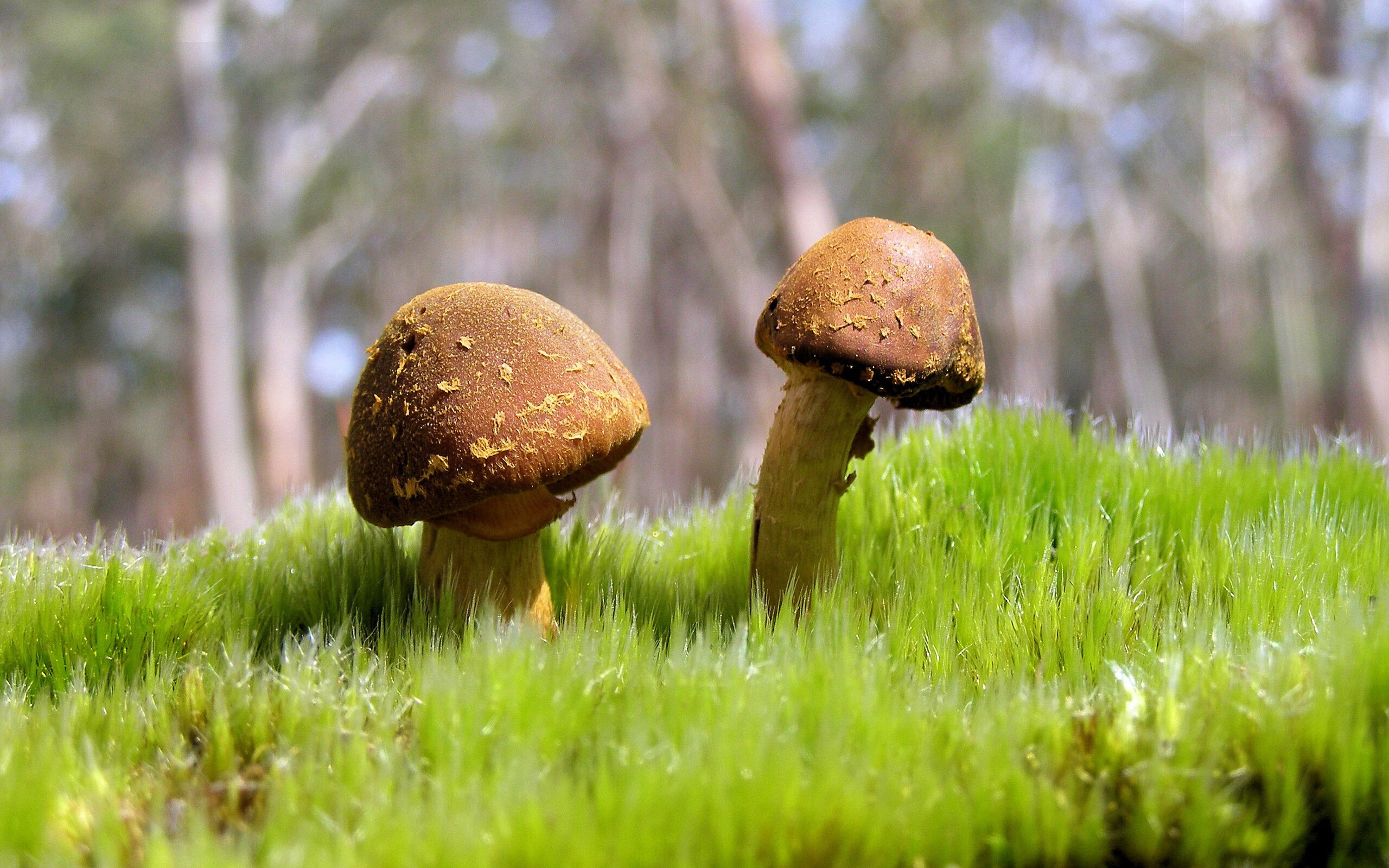 单节定乾坤，从NBA西决到绿茵场，解密体育比赛的爆发时刻