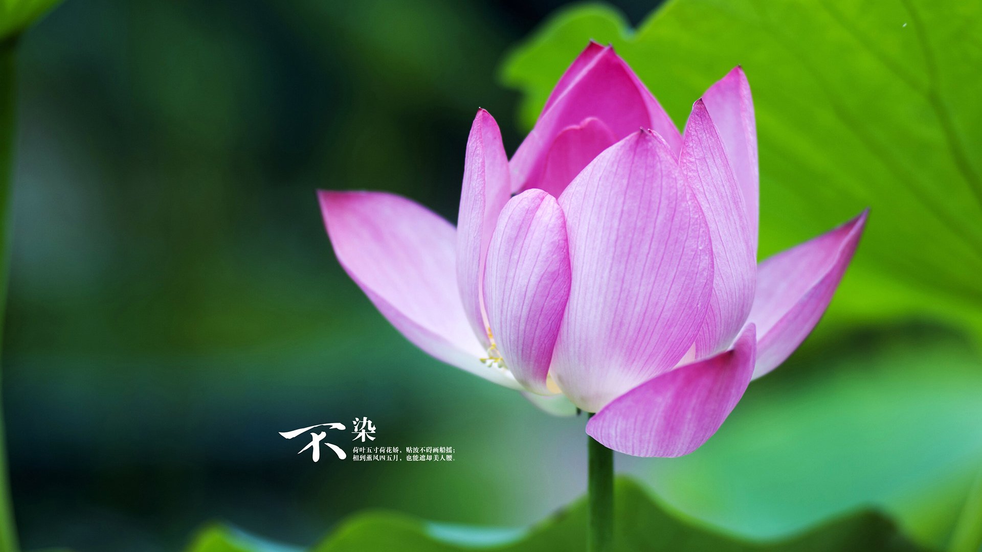 数据不撒谎，但故事会说谎，武切维奇40分20篮板之夜，太阳照常升起