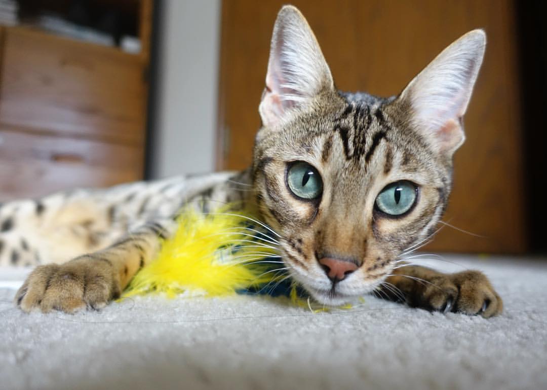 数据不撒谎，但故事会说谎，武切维奇40分20篮板之夜，太阳照常升起