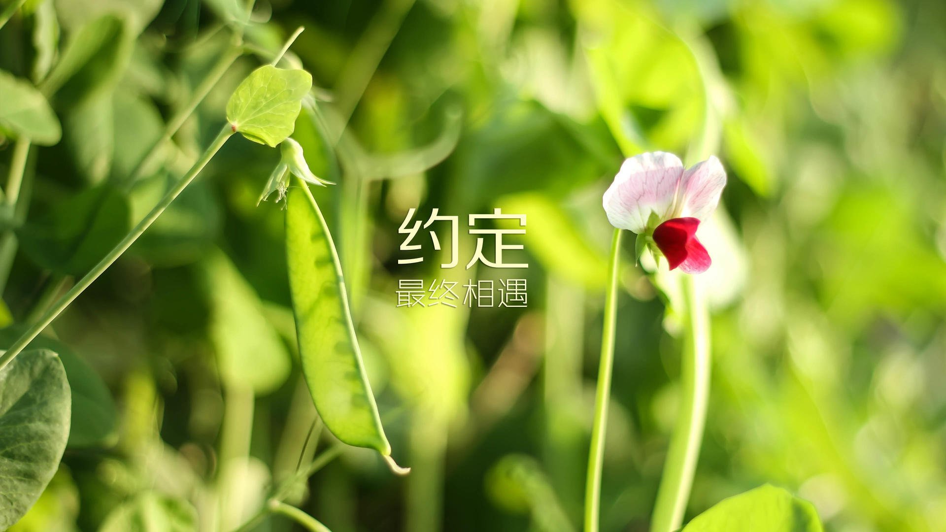 蓝鹰折翼，2026世界杯巅峰对决，尼日利亚风暴席卷比利时，费利克斯独舞成不朽传奇